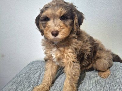 F1B Sheepadoodle Puppies