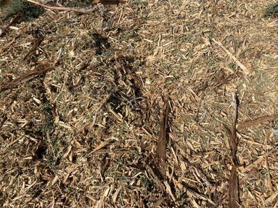 Wood Chips