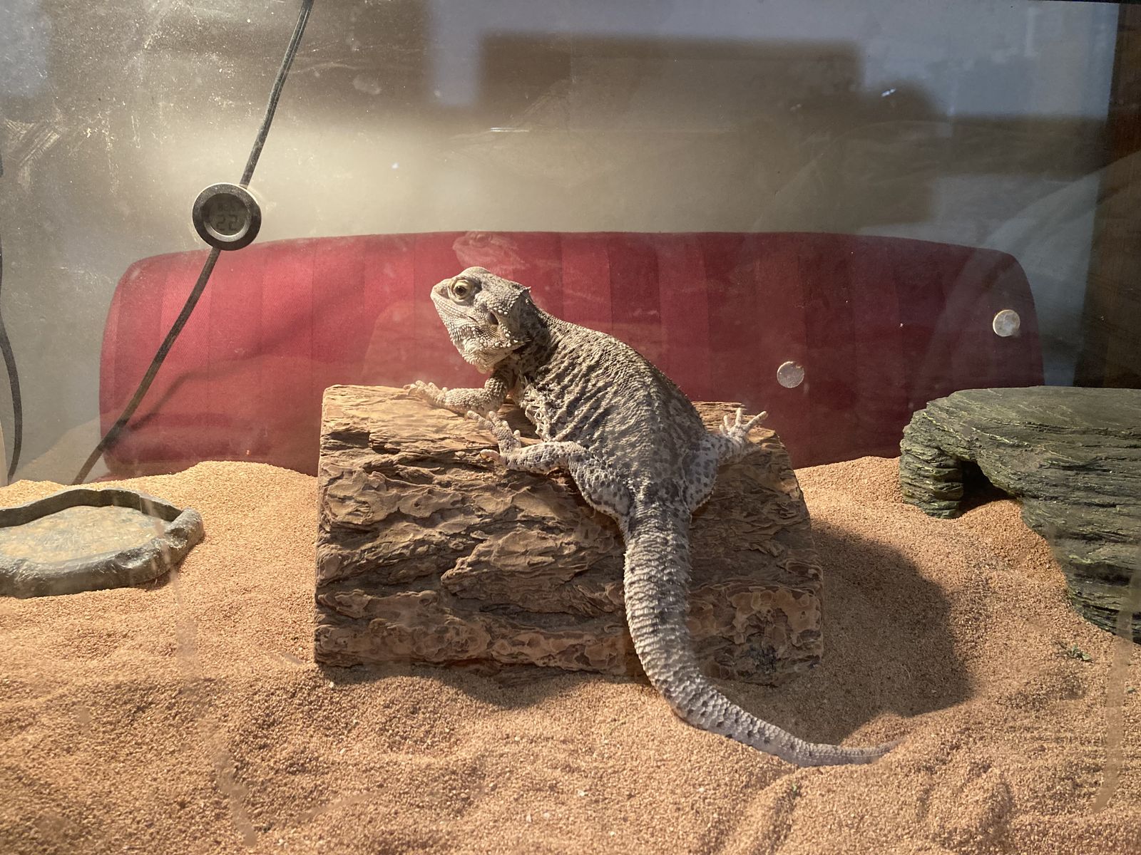 Bearded Dragon, complete set up with Tank, Heat Lamps with timer, Live Bug-Feeders