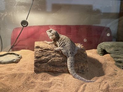 Bearded Dragon, complete set up with Tank, Heat Lamps with timer, Live Bug-Feeders