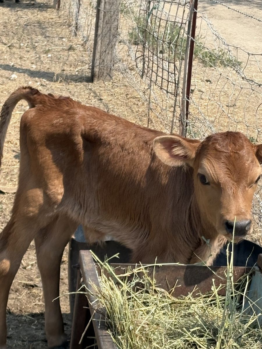 Bottle calves