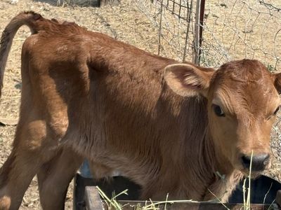 Bottle calves