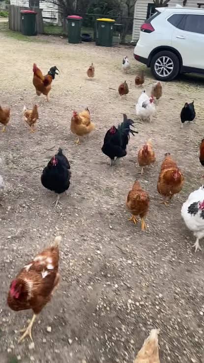 We would love any Unwanted Roosters/Hens/Ducks! Ect....