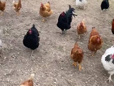 We would love any Unwanted Roosters/Hens/Ducks! Ect....