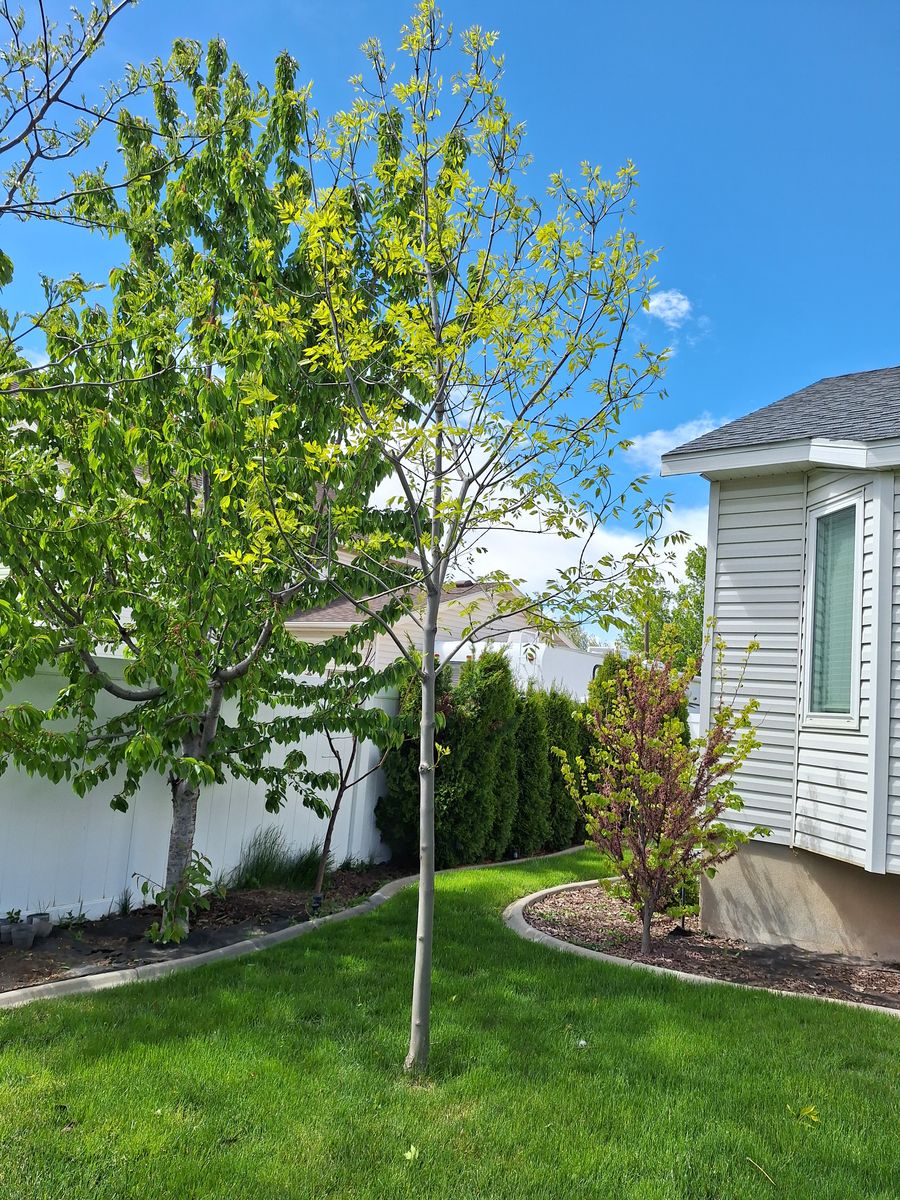 Autumn Purple Ash Tall Shade Tree Green 15-16' fee