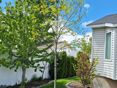 Autumn Purple Ash Tall Shade Tree Green 15-16' fee