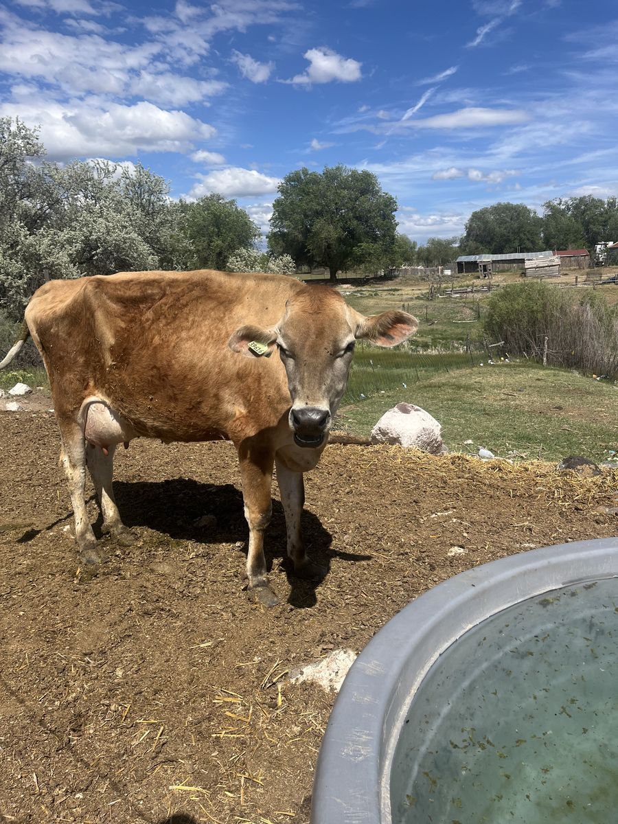 Family milk cow