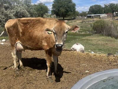 Family milk cow