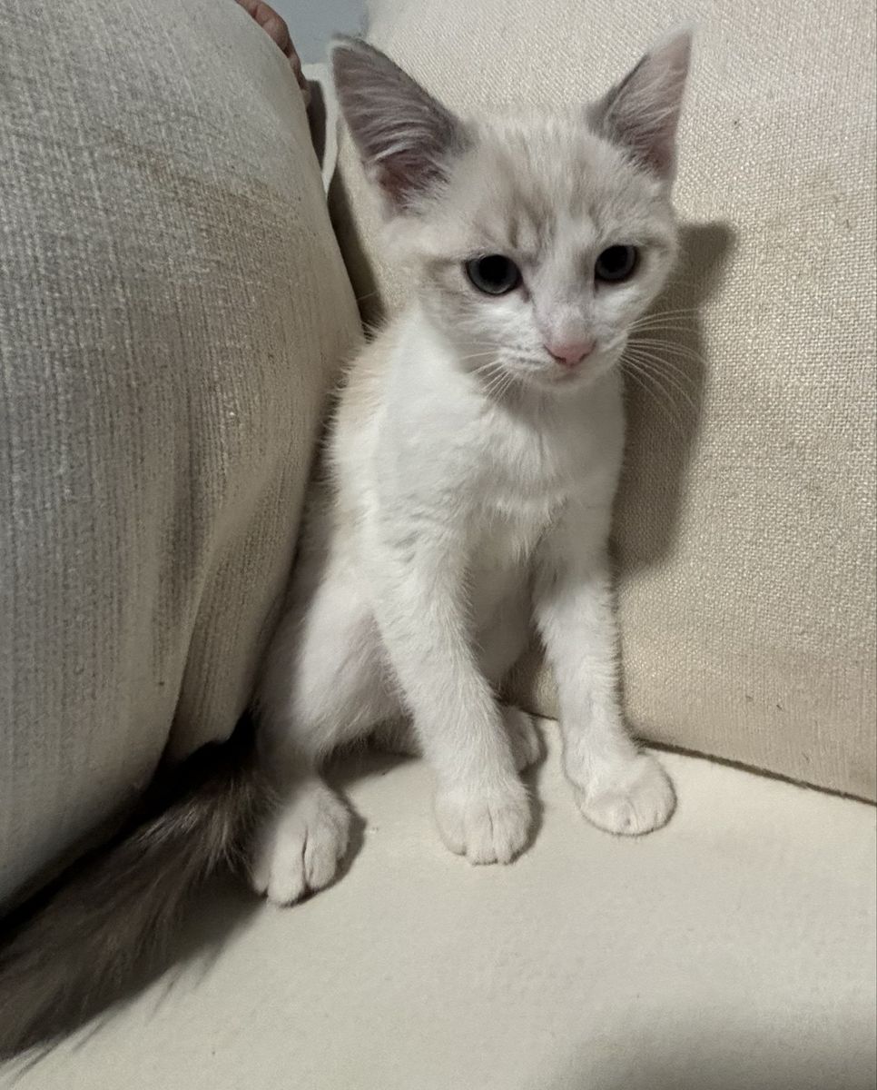 Playful kittens