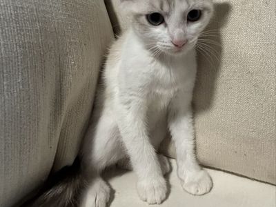 Playful kittens