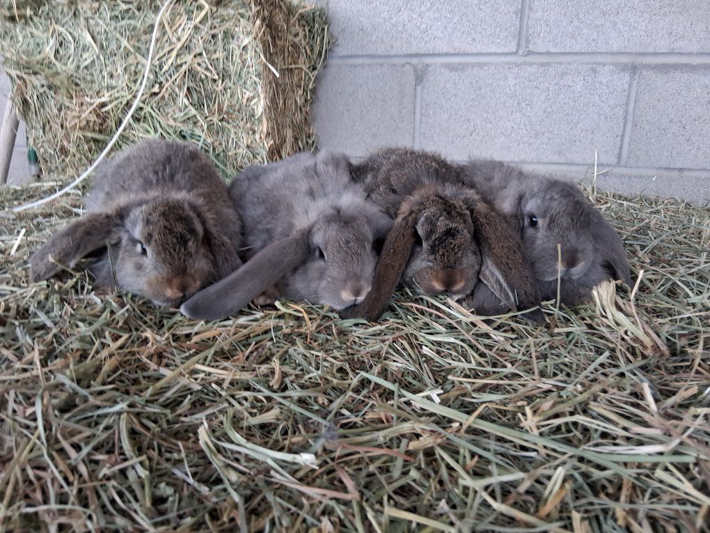 giant Breed French lops