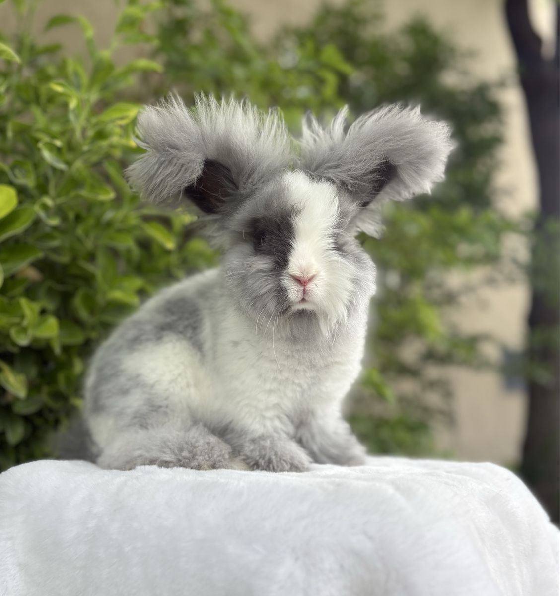 Pedigreed English Angora baby bunny rabbit buck