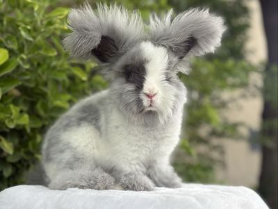 Pedigreed English Angora baby bunny rabbit buck