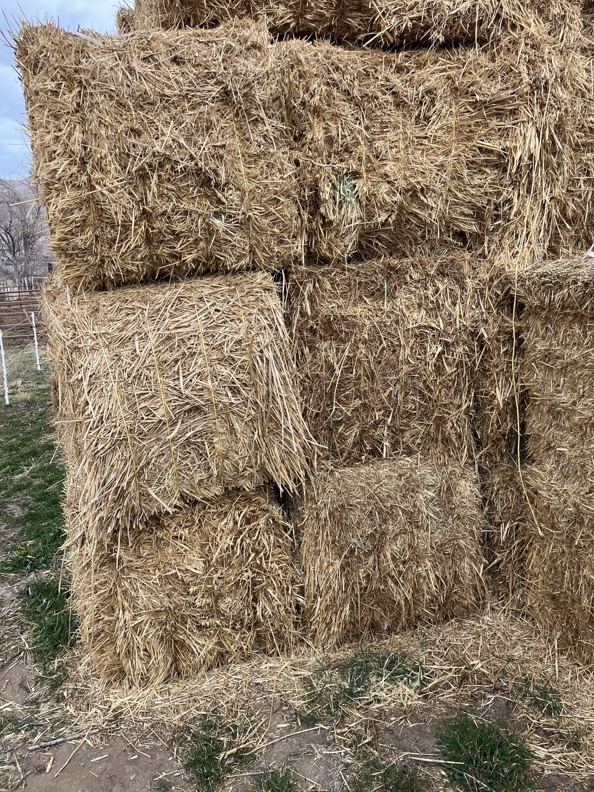 Triticale In New Alfalfa 3x3 bales