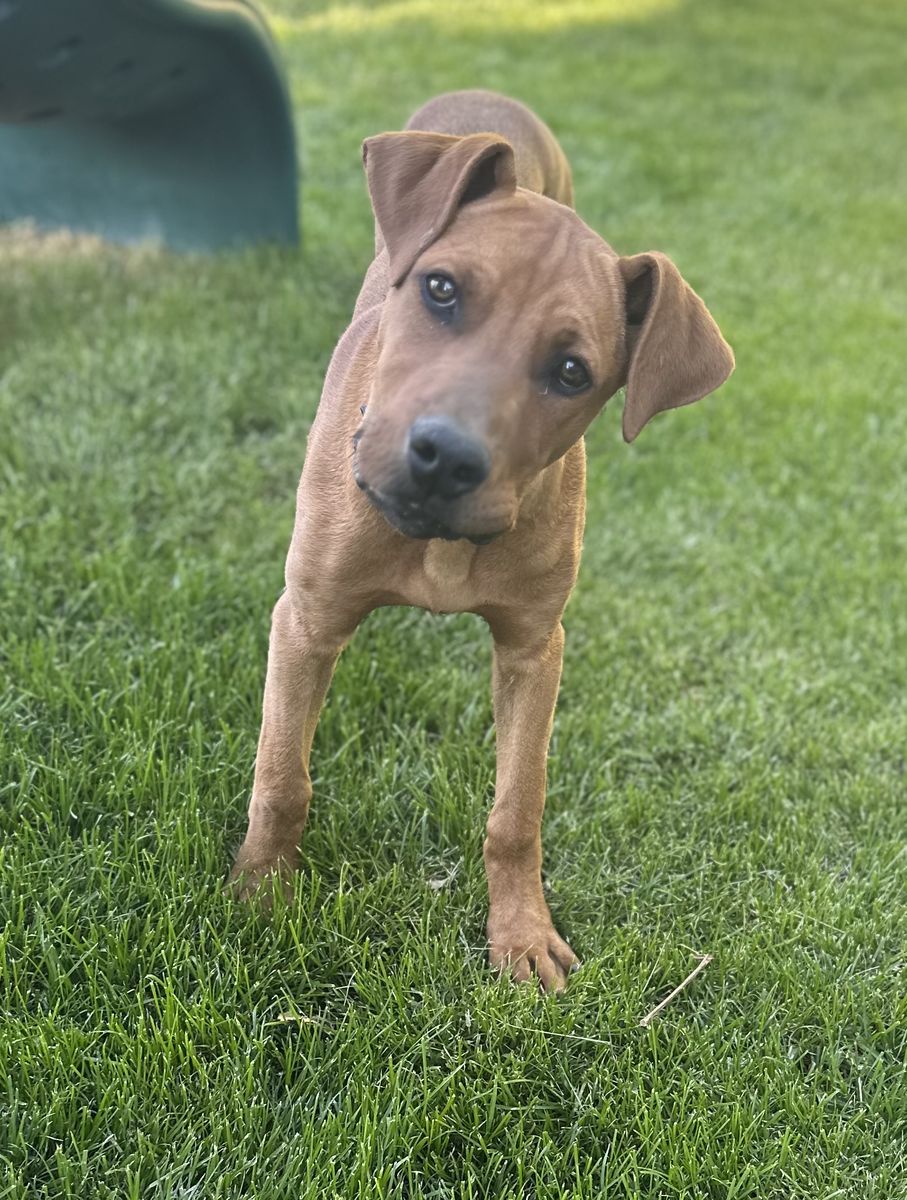 Dog for sale