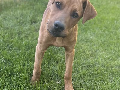 Dog for sale