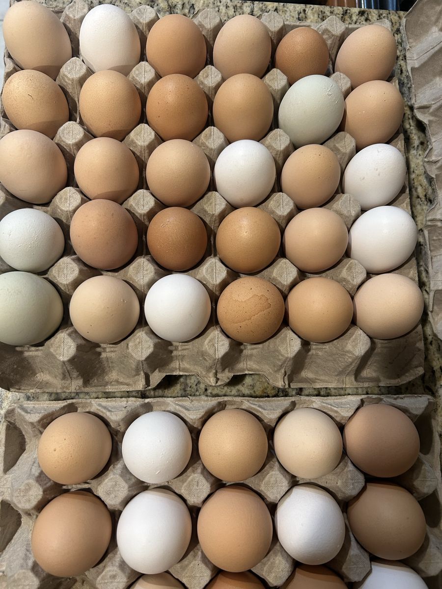 Fresh Farm Eggs
