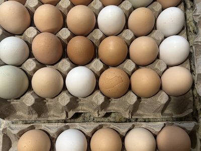 Fresh Farm Eggs