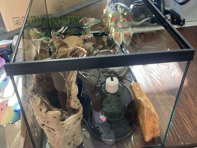 40 gallon tank+decorations