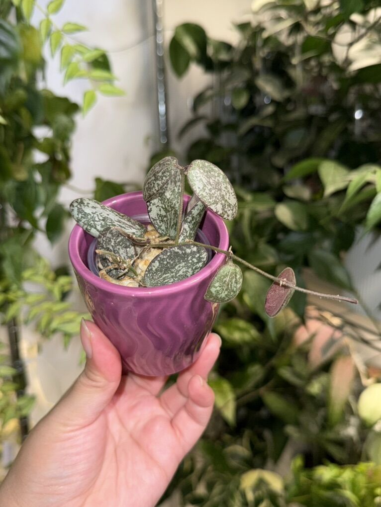 Hoya sigillatis (silver) - Plant