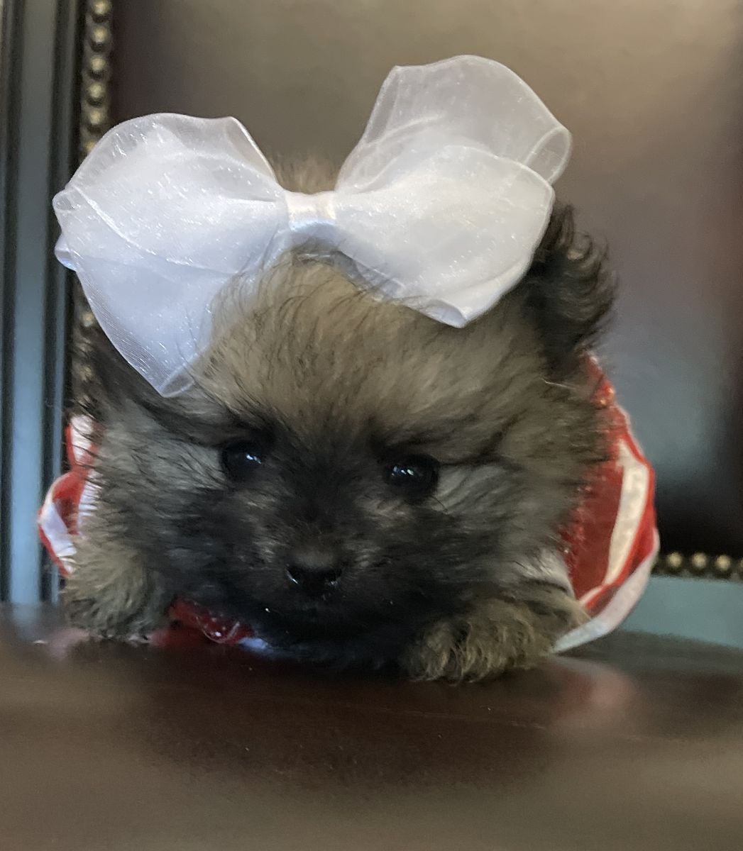 Teeny tiny Teacup AKC Pure Pomeranian