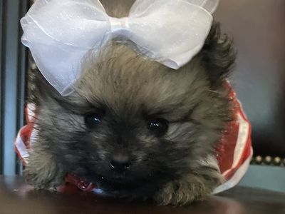 Teeny tiny Teacup AKC Pure Pomeranian