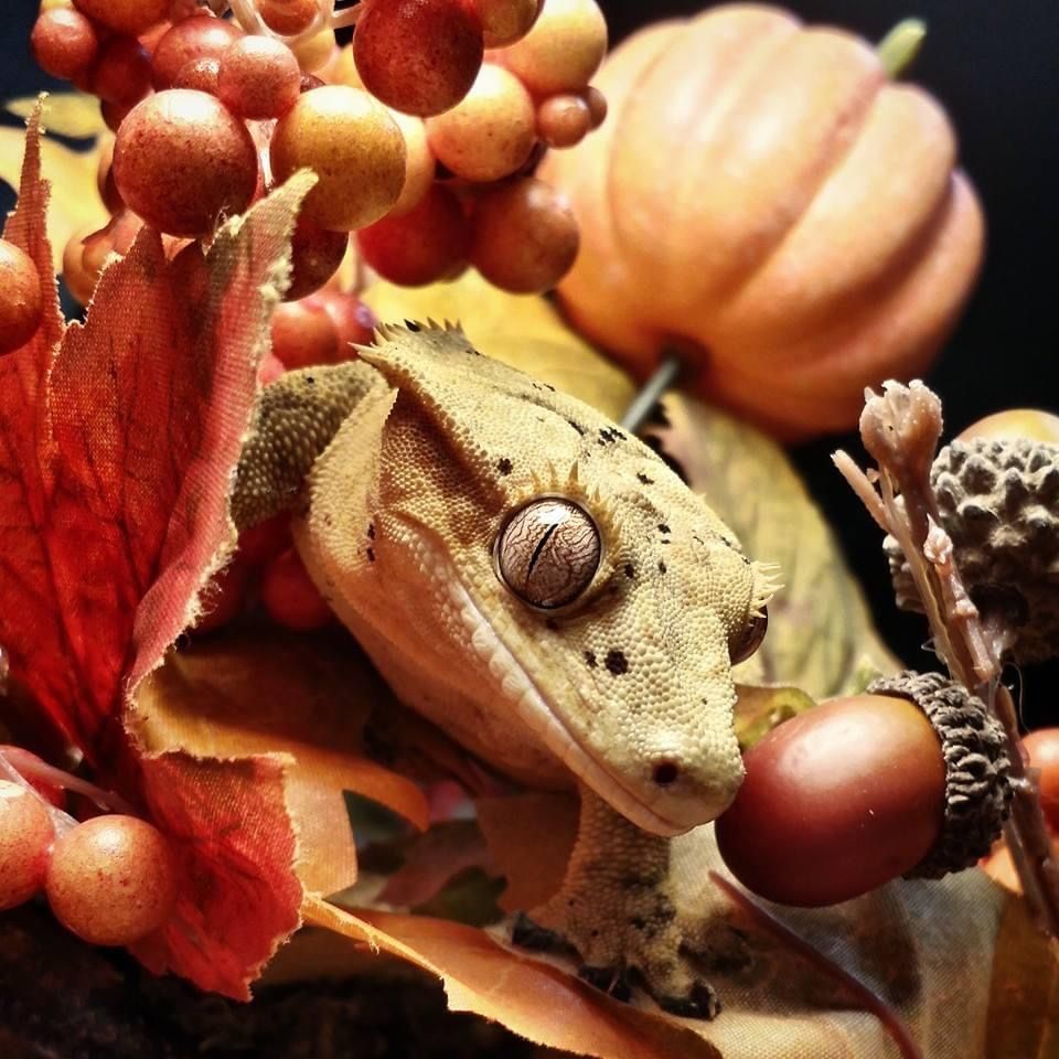 Male Crested Gecko For Sale
