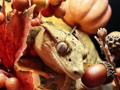 Male Crested Gecko For Sale