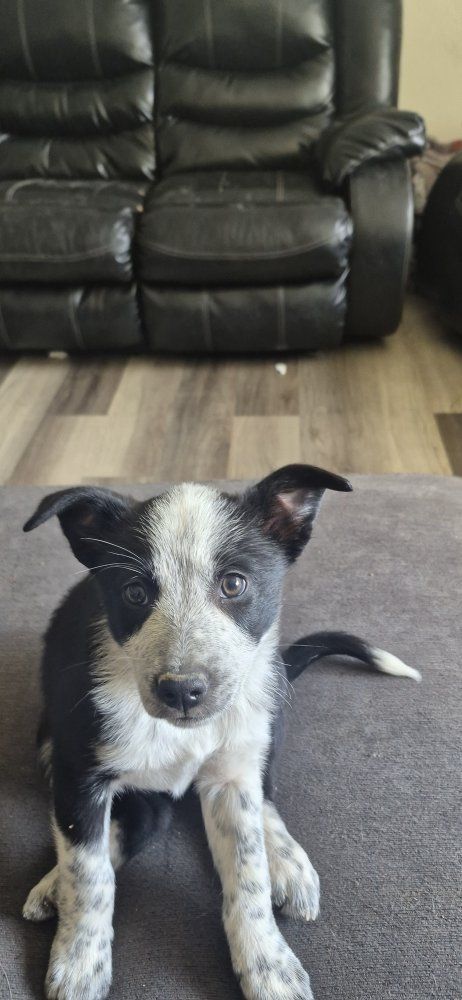 Puppies $150