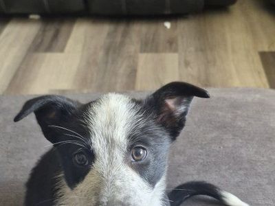 Puppies $150