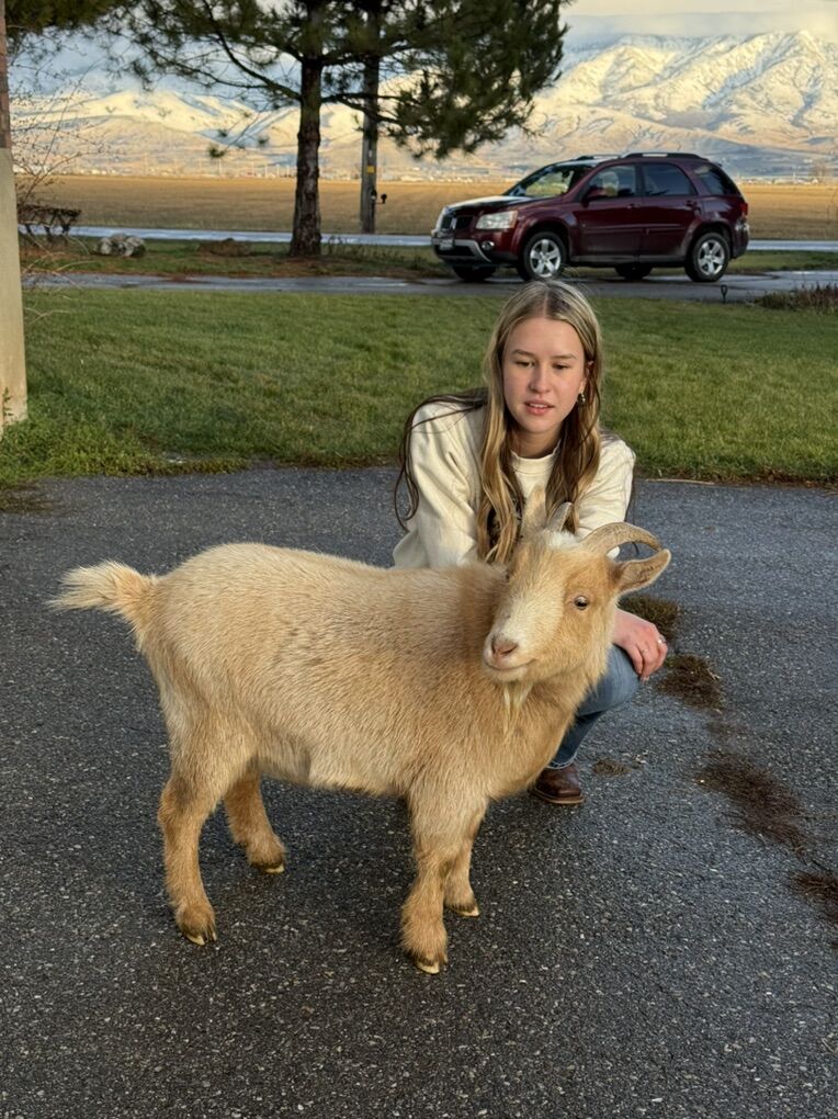 Nigerian Dwarf Goat Weather
