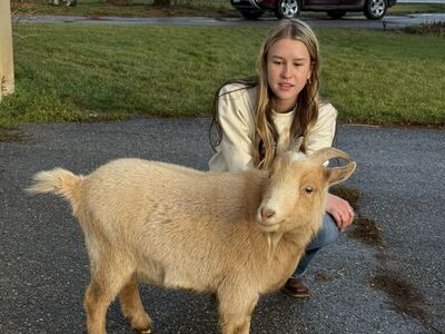 Nigerian Dwarf Goat Weather