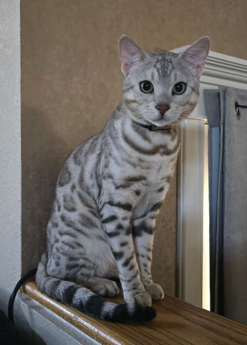 Uncommon shade of silver Bengal Stud with the Glitter and Dilution gene