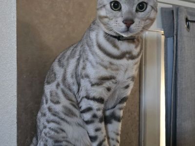 Uncommon shade of silver Bengal Stud with the Glitter and Dilution gene