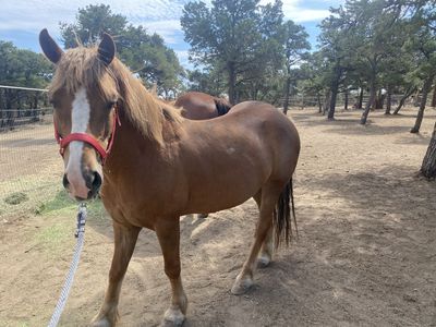 Haflinger Cross