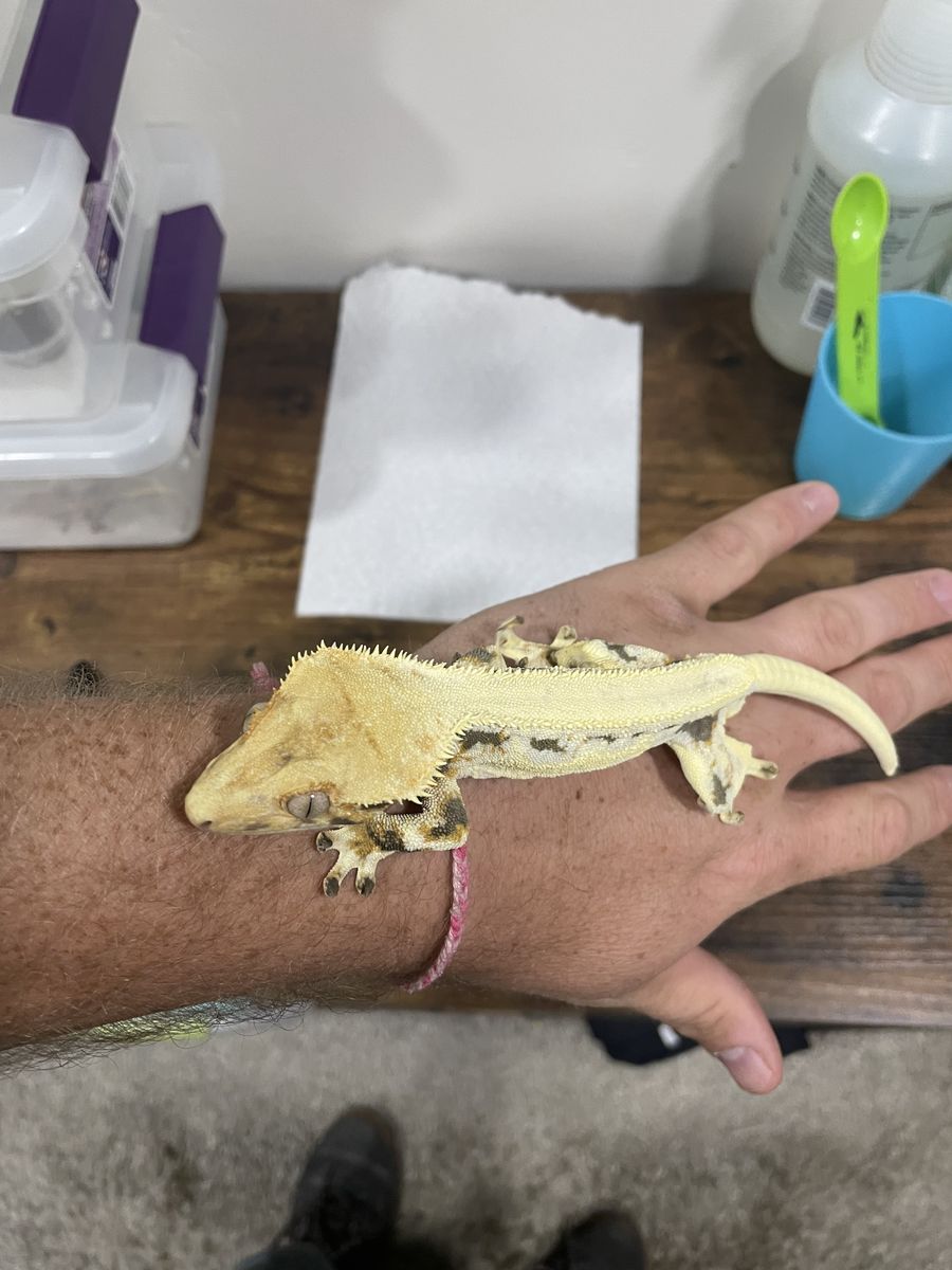 Cornerstone Lilly White Crested Gecko
