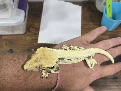Cornerstone Lilly White Crested Gecko