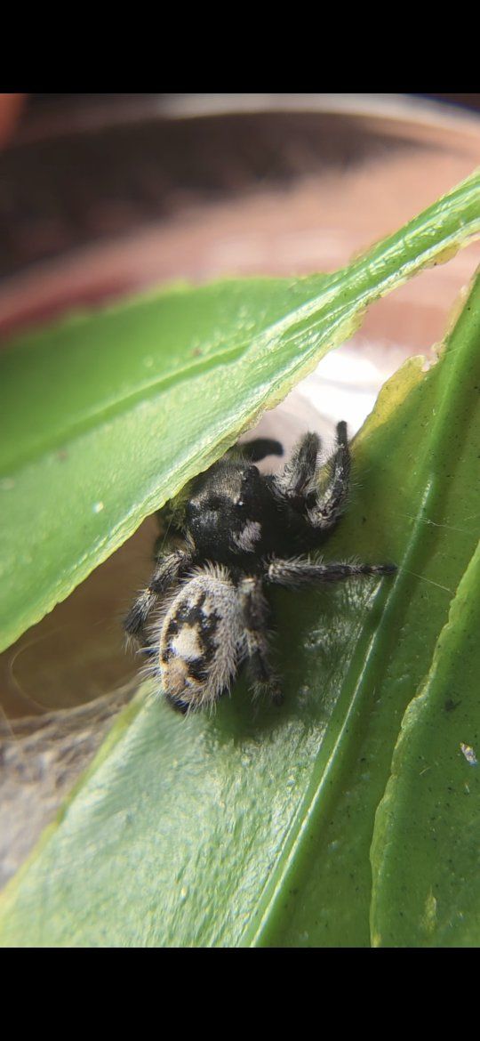 jumping spiders (bryantae!)