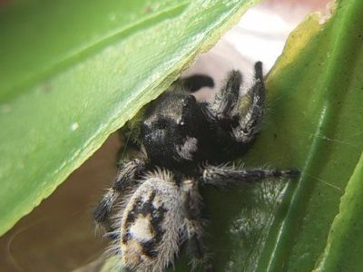 jumping spiders (bryantae!)