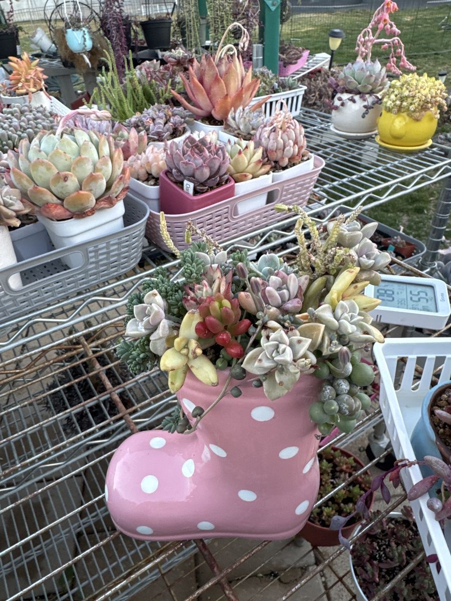 Real succulents boots