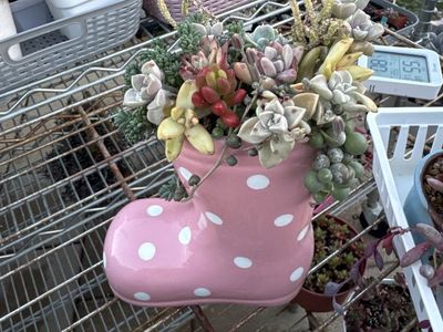 Real succulents boots