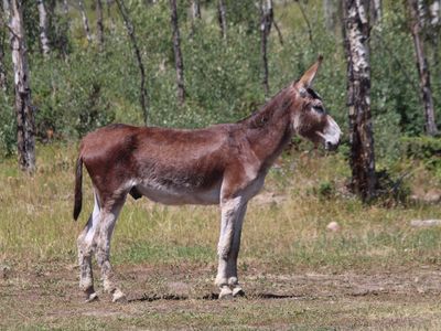 5 year old gelded jack, 15 H, 60” tall