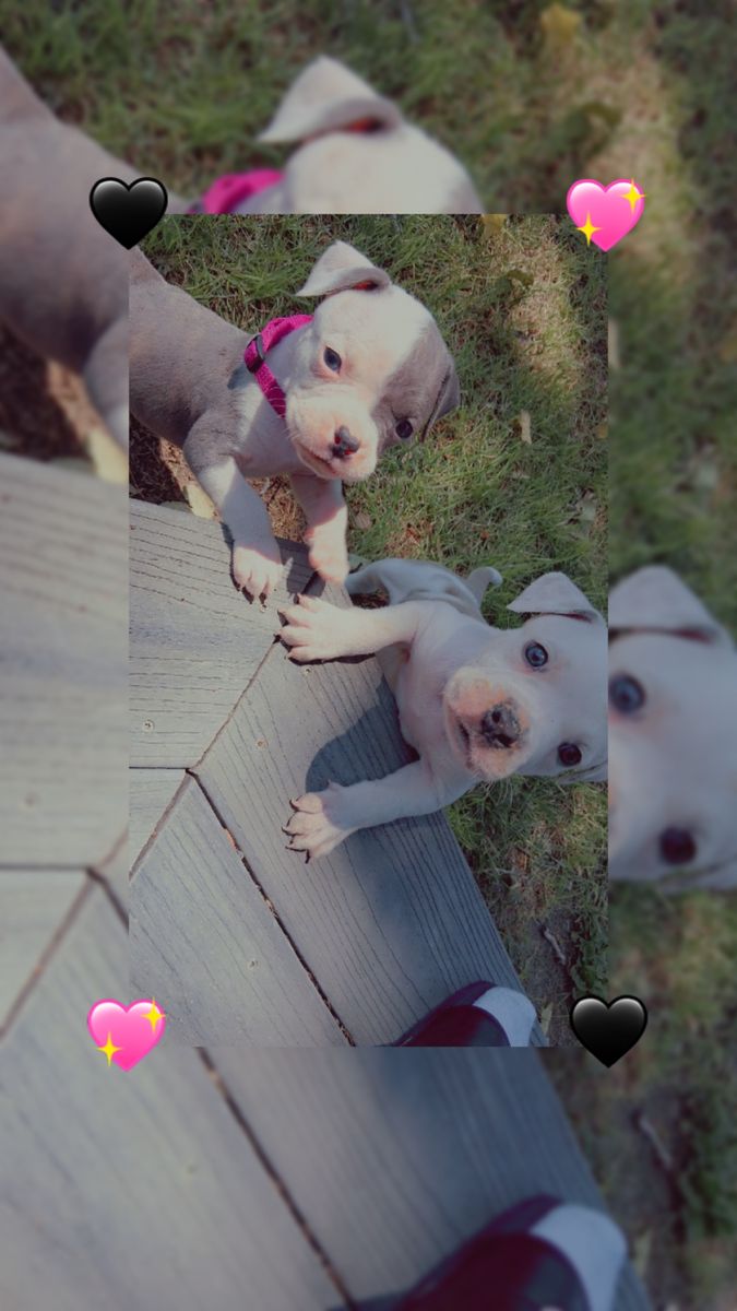 puppies