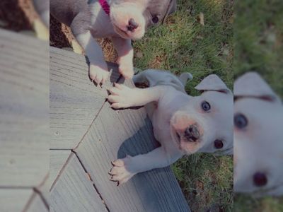 puppies