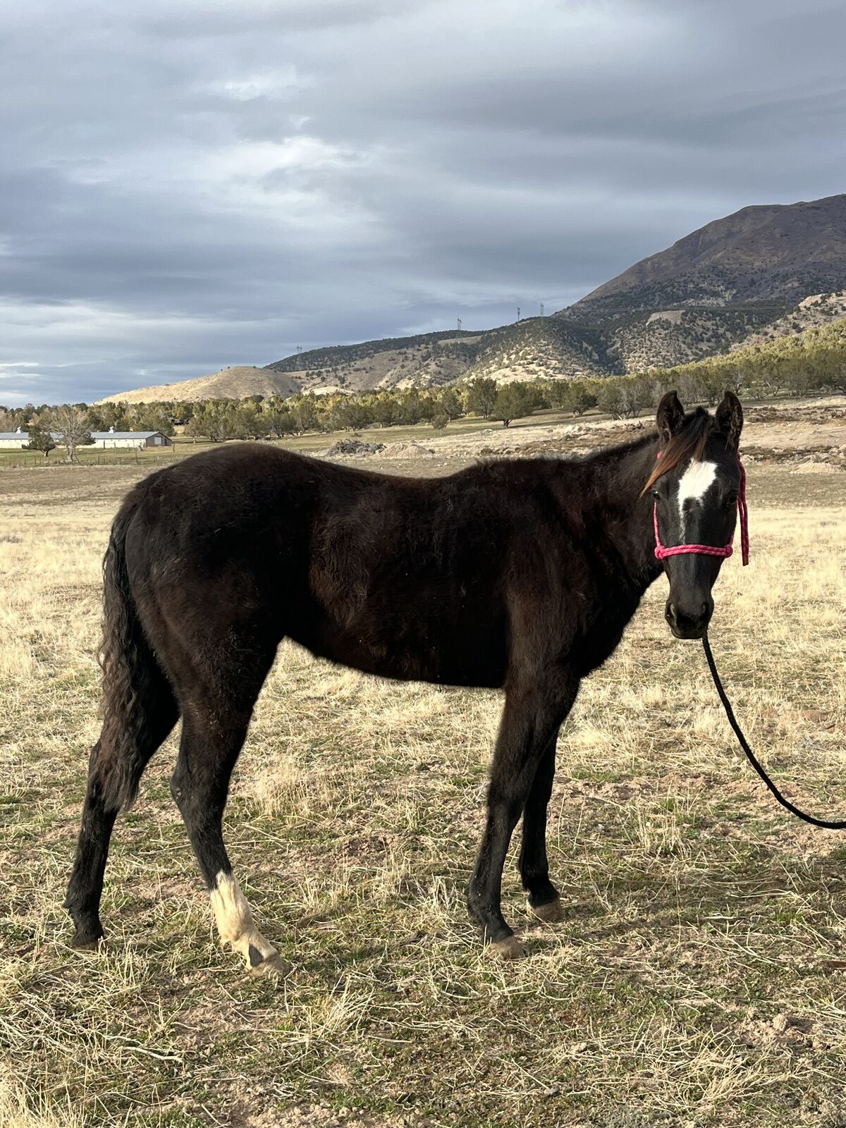 2 Year Old AQHA Mare