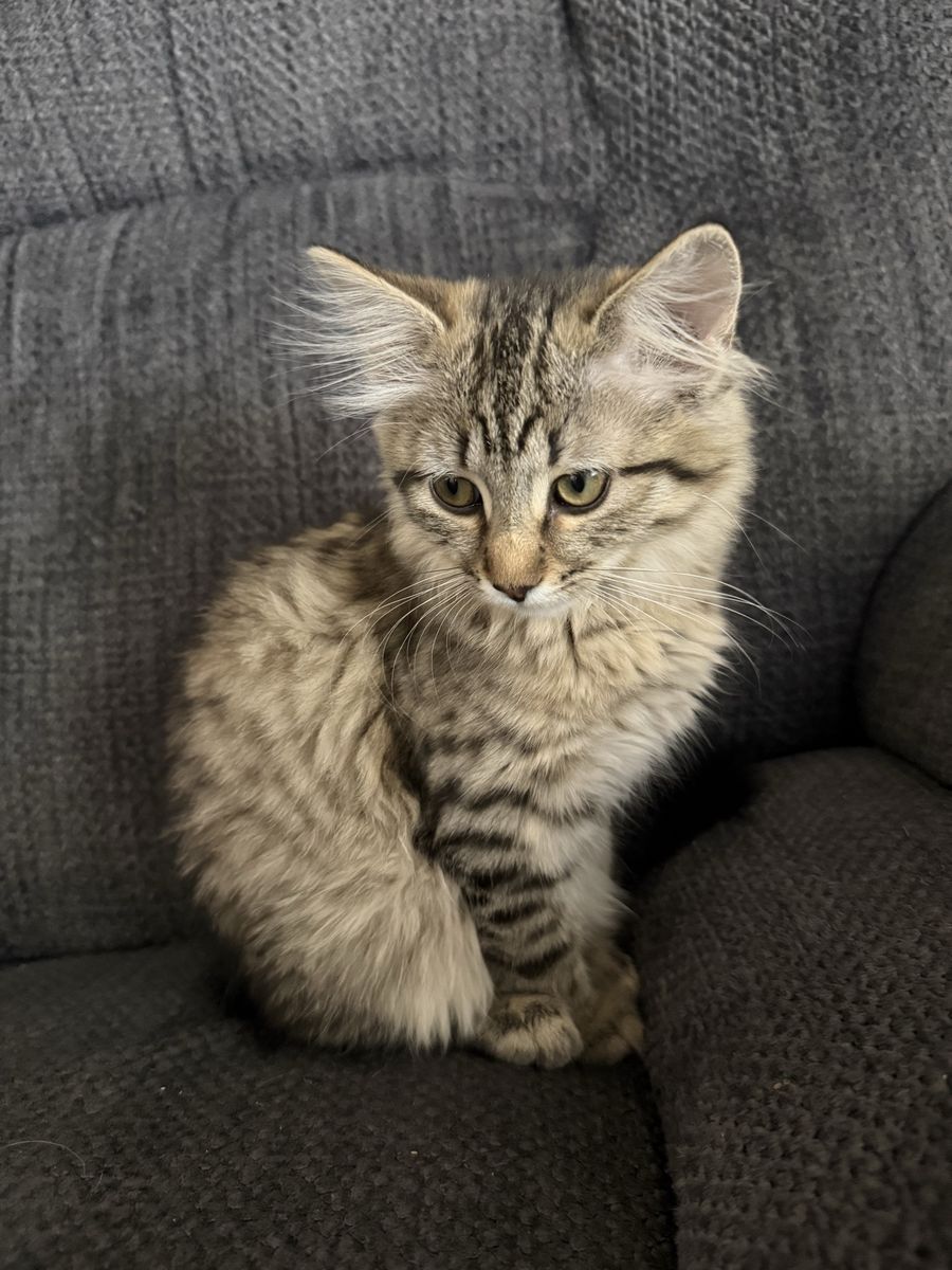 Beautiful fluffy female kitten to loving home