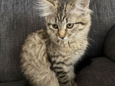 Beautiful fluffy female kitten to loving home