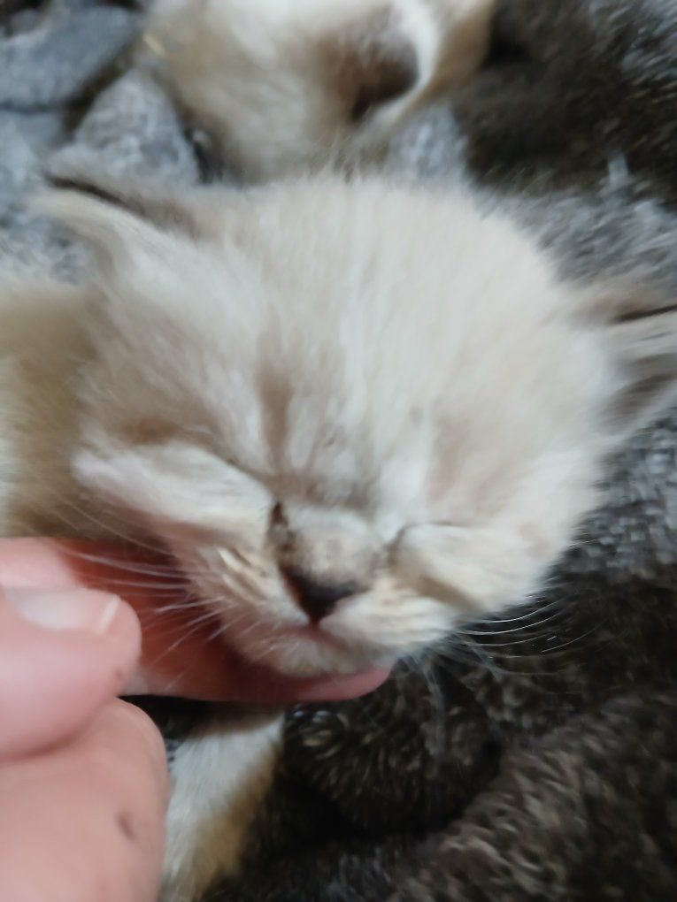 Persian/Siamese Kittens