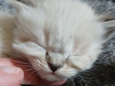 Persian/Siamese Kittens