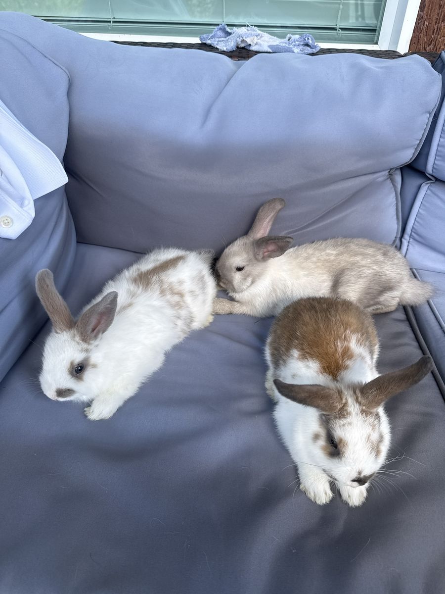 Adorable Baby Bunnies - Ready for Their Forever Homes